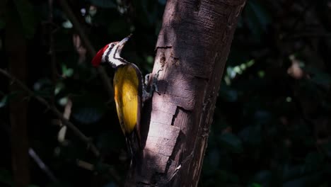 exposed the ray of the morning sun coming in through the thick of the forest, common flameback dinopium javanense, male, thailand