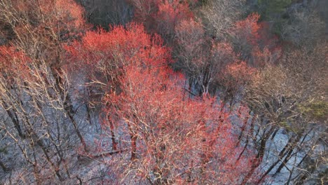 Apalaches-En-Primavera,-Arces-Rojos-En-La-Nieve.