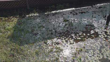 Reflections-in-the-Sparkling-Shimmering-Water-with-Green-Small-Leaves