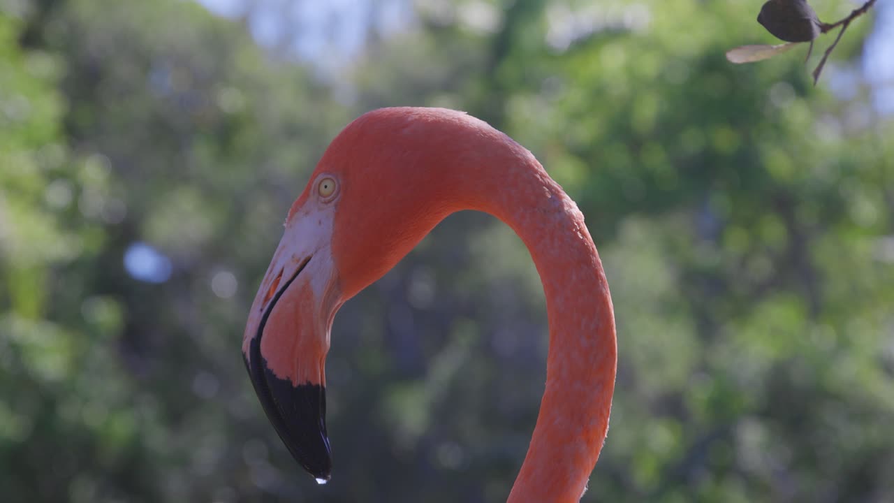 플라밍고 측면 프로파일 중간  ⁇ 과 뒷면 잎사귀