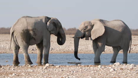 african elephant pair in river, nature reserve of africa