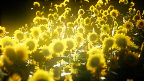 sunflowers blooming in late summer