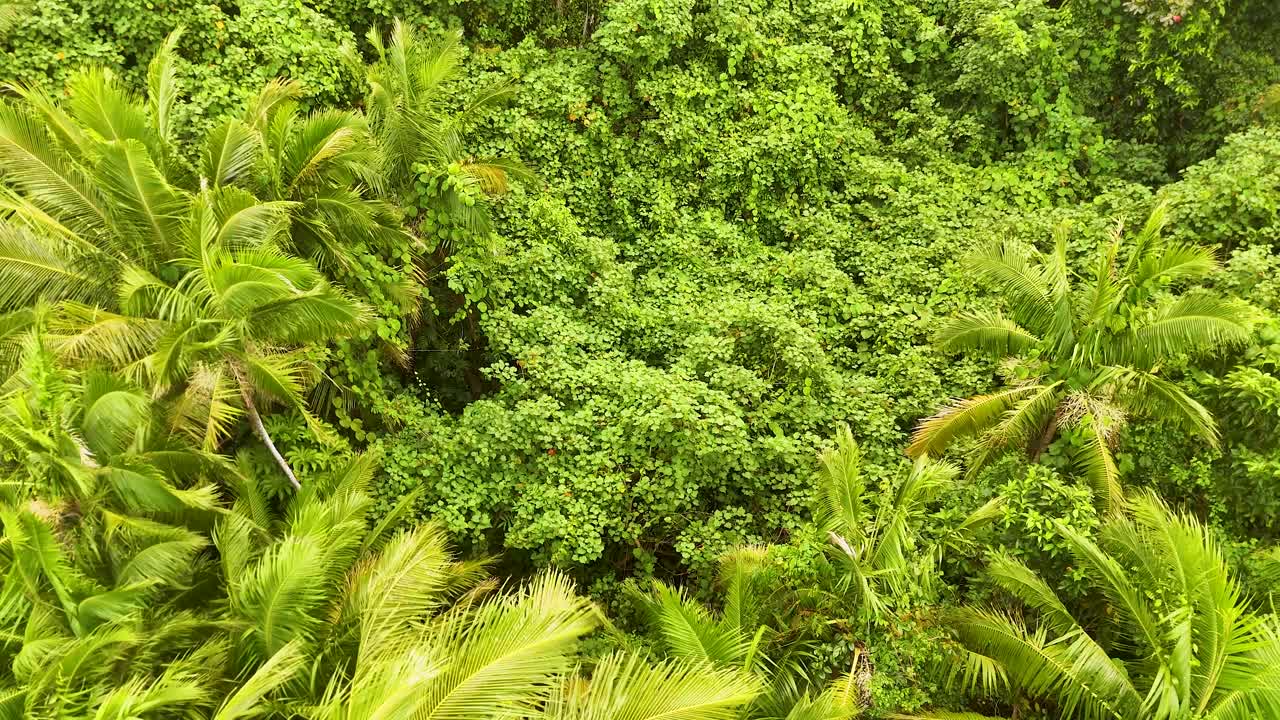 Luftfoto fra høj vinkel af tæt grønt jungletæppe og palmetræer på Palau.