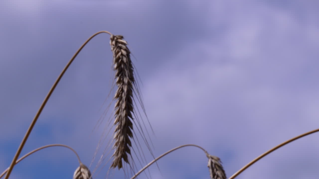 Single wheat stalk swaying against blue sky on a sunny day