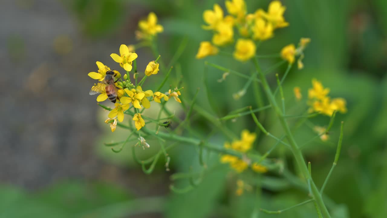 Buzzing honey bee harvesting and pollinating the golden yellow rapeseed flowers, foraging for nectar and pollen, showcasing the beauty of nature, close up shot
