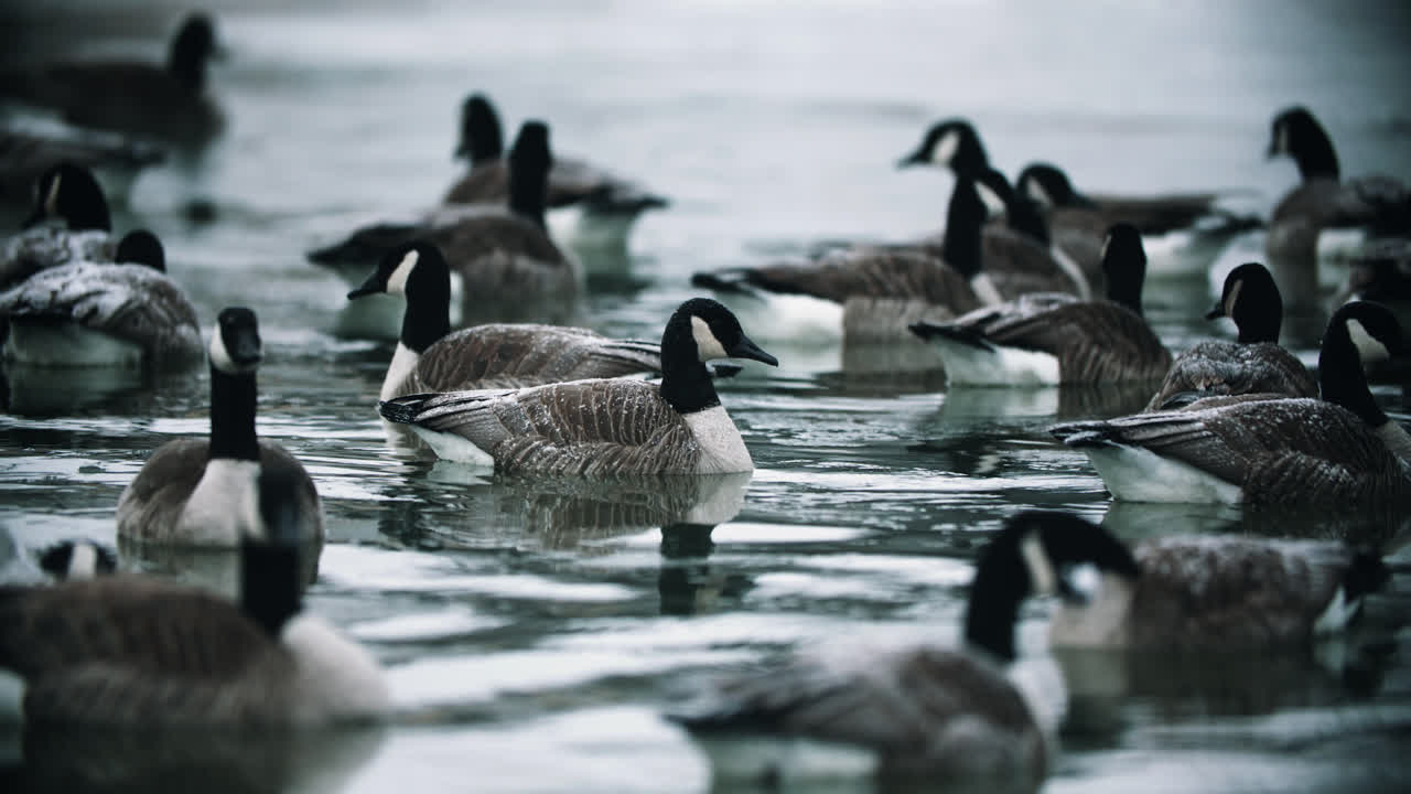 grupo de gansos canadienses salvajes nadando en agua fría del lago