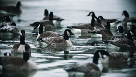 Grupo-De-Gansos-Canadienses-Salvajes-Nadando-En-Agua-Fría-Del-Lago