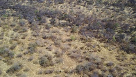 ñus corriendo en formación a través de árboles en la sabana africana, vista aérea