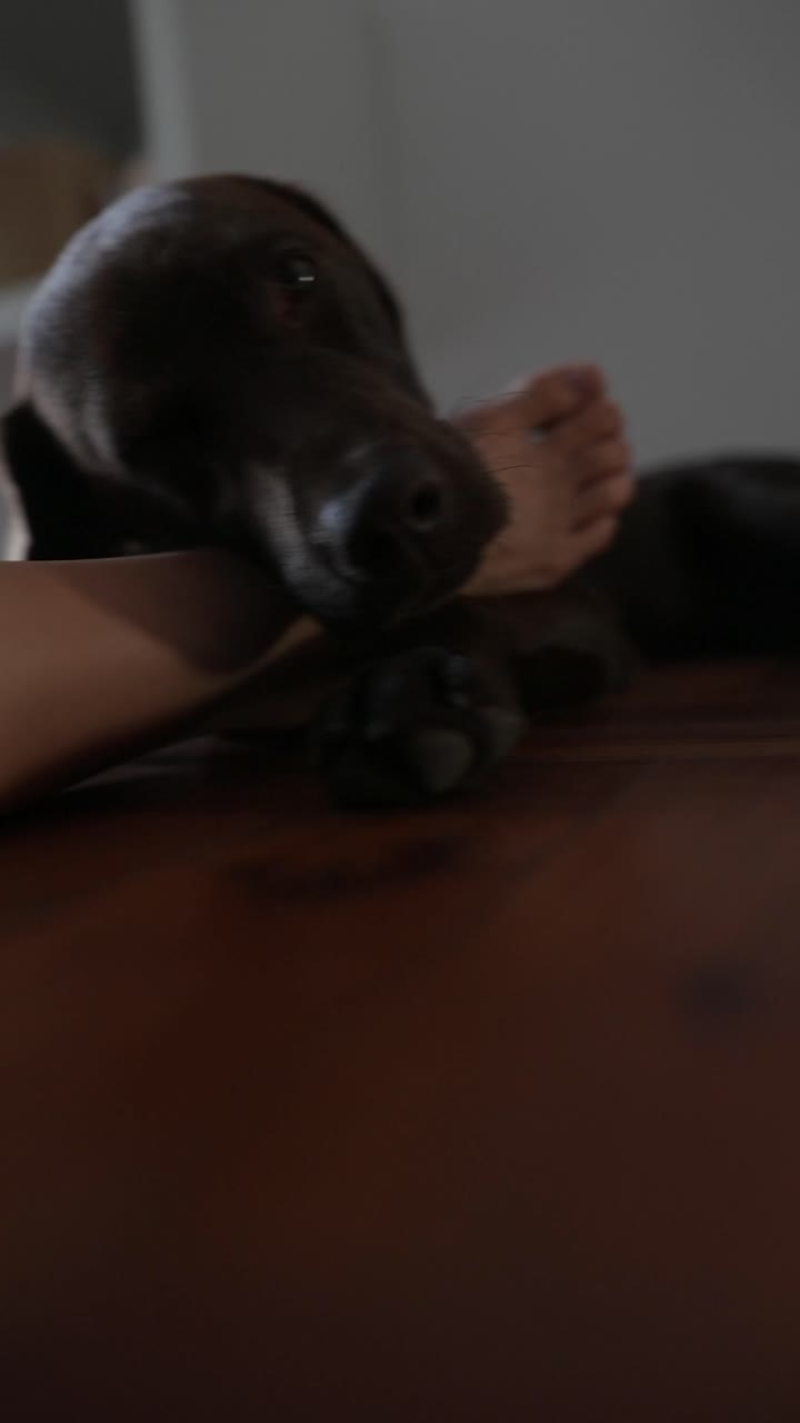 Dog sleeping on the floor