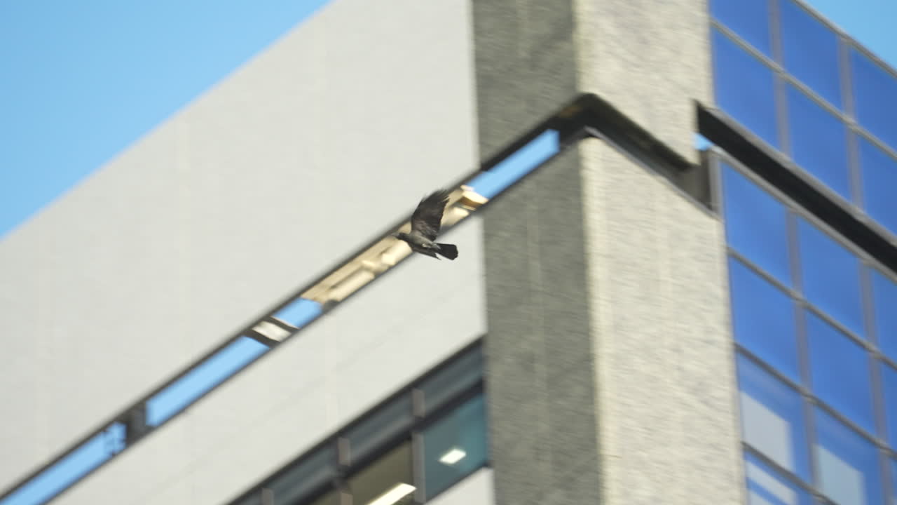 Corvo che vola e si posa sulle ringhiere del tetto di un edificio a Tokyo, Giappone.