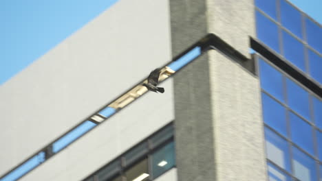 crow flying and landing on railings of rooftop of a building in tokyo, japan