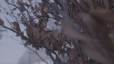 dead leaves on a fall tree