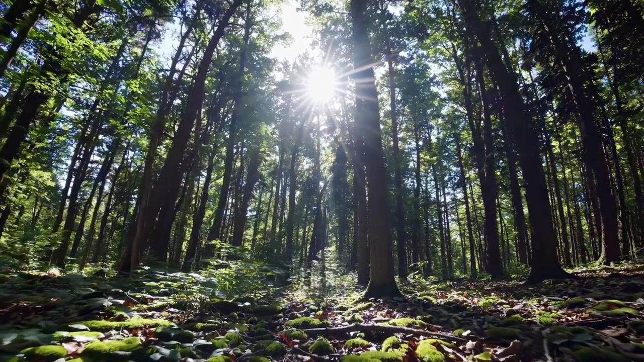 La luce del sole attraversa gli alti alberi di una foresta lussureggiante