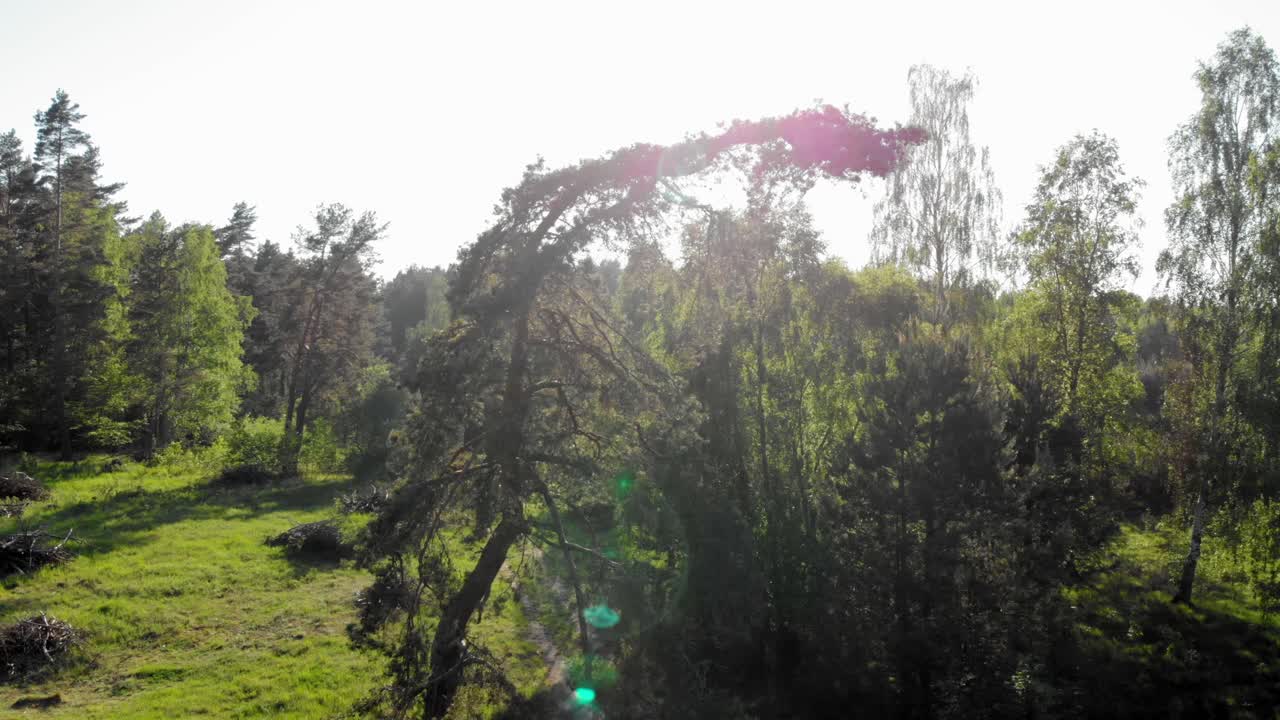 grúa de pino disparada con luz solar en el fondo