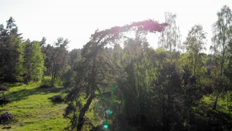 Pine-Tree-Crane-Mit-Sonnenlicht-Im-Hintergrund-Erschossen