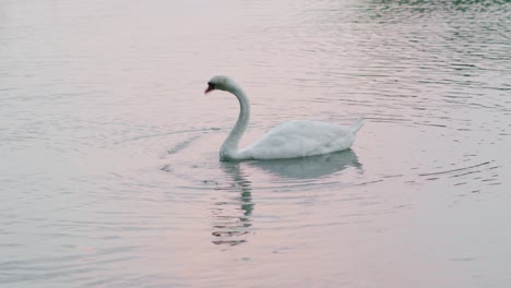 cisne mudo en el mar cerca de la orilla