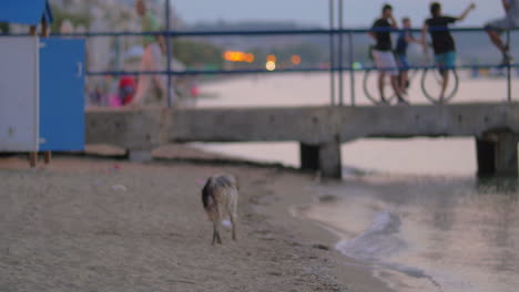 Perro-Callejero-Sucio-Y-Sin-Hogar-En-La-Playa