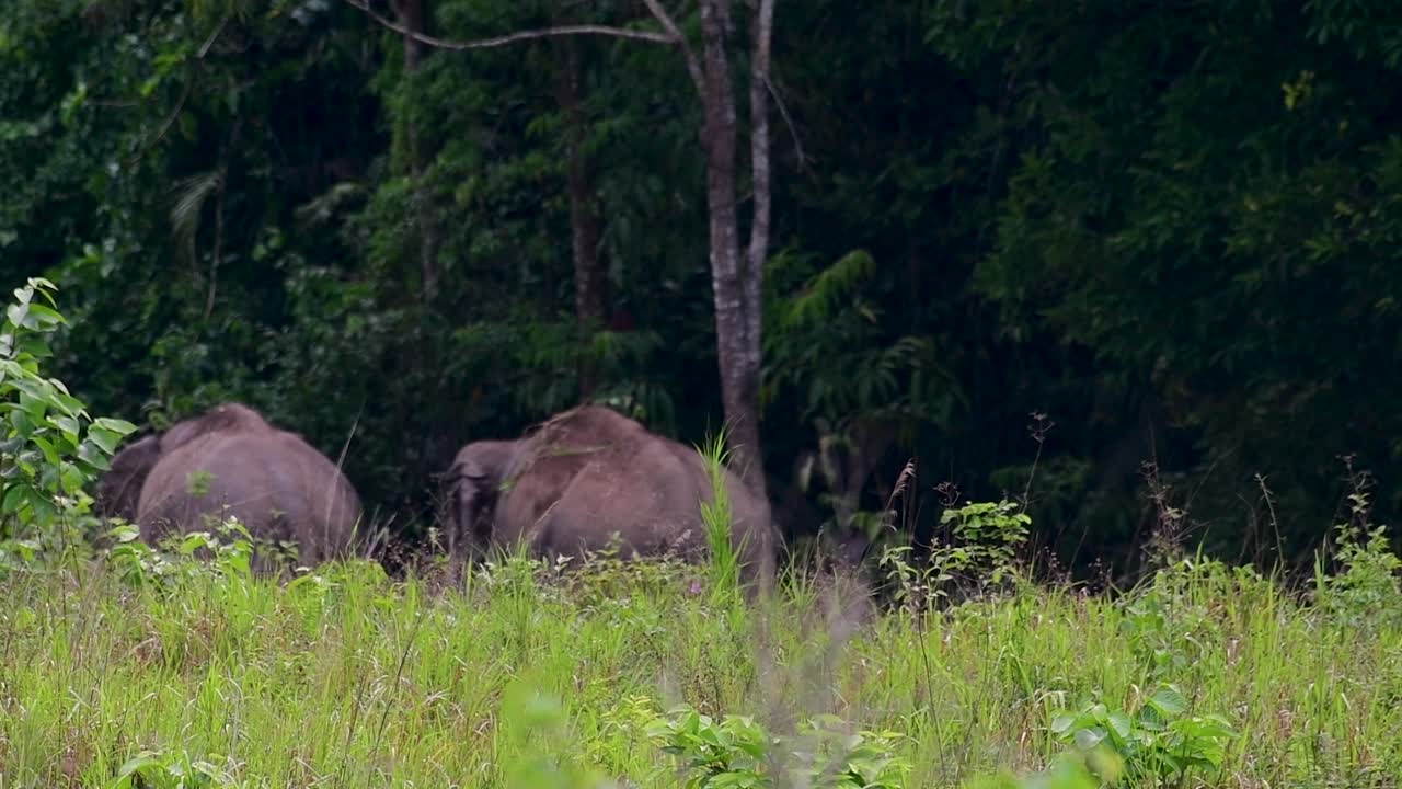 The Asiatic Elephants are endangered species and they are also residents of Thailand