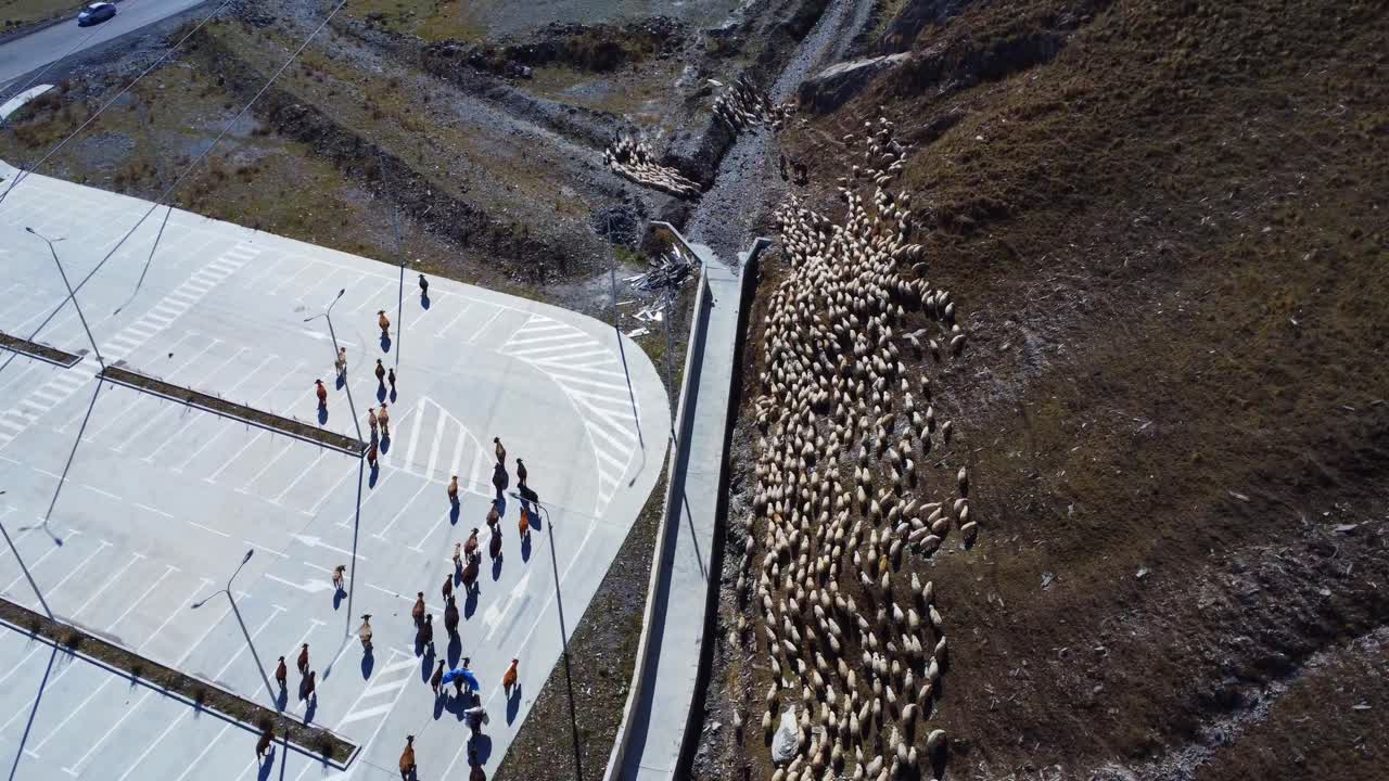 un rebaño de ovejas y vacas está caminando por la ladera de la montaña y un pastor está cuidando de ellos