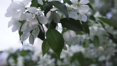 white apple blossoms in spring