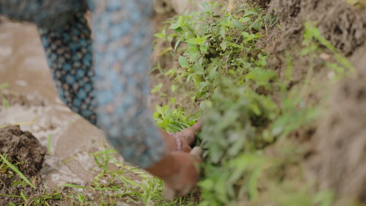 Farmer’s hand touching flowing water in a flooded paddy field, slow and intentional irrigation moment, 4k video