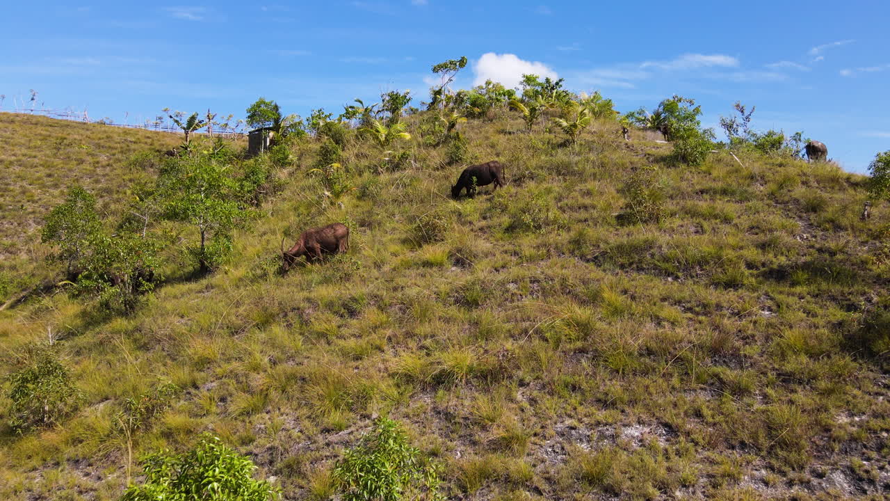 montañas de pasto con búfalos que pastan en la isla de sumba, al este de nusa tenggara, indonesia