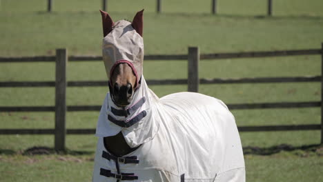 horse in a field wearing fly guard cover