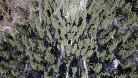 aerial top down view of wintery snow covered pine trees in a mountain forest