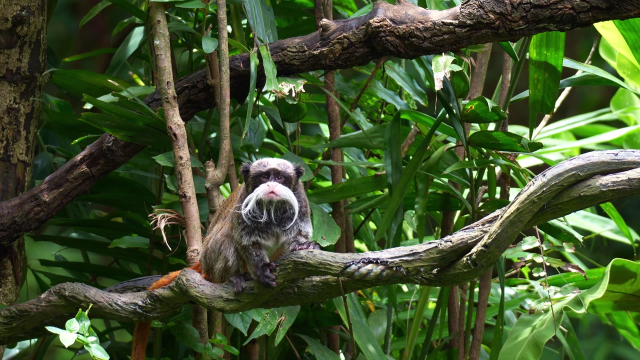 An Emperor Tamarin monkey (Saguinus imperator) rubs its face against the branch and curiously looks around its surroundings, close up shot.