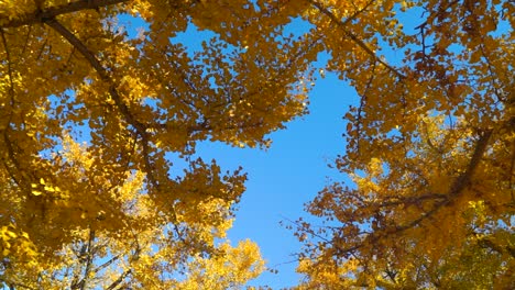 Increíble-Vista-En-Colores-Otoñales-De-Vibrantes-árboles-De-Ginko-Amarillos