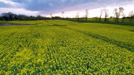 aerial flyover yellow canola field in nature during sunset time in summer season