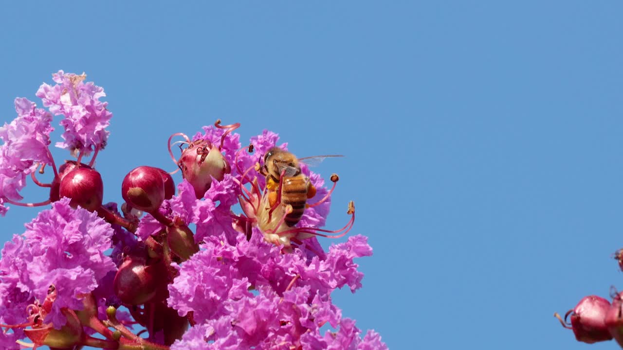활기찬 분홍색 꽃과 상호 작용하는 벌