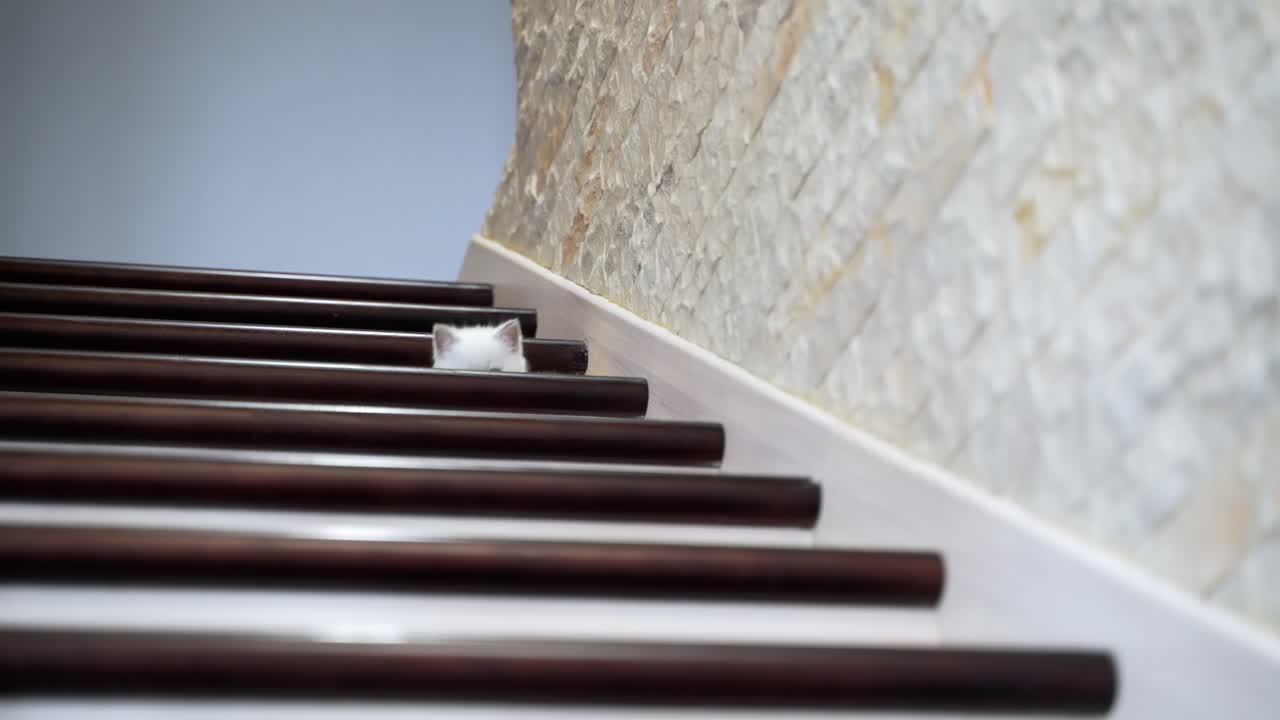 Cat resting on stairs. Portrait of little cat lying down on the home wooden stair
