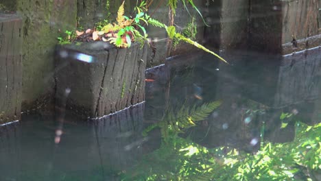 a pond view through a spiders web