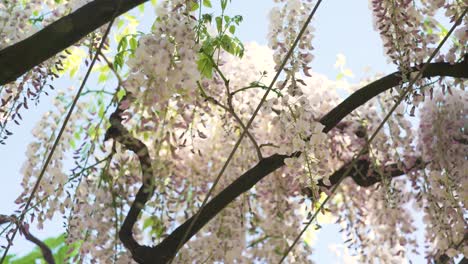 white and pink flowers hanging down from tree while sunny day in spring