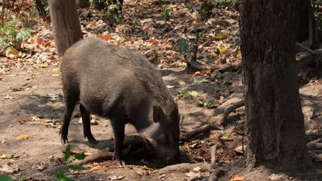 an individual seen foraging for some food while frightened of other pigs coming to join the party