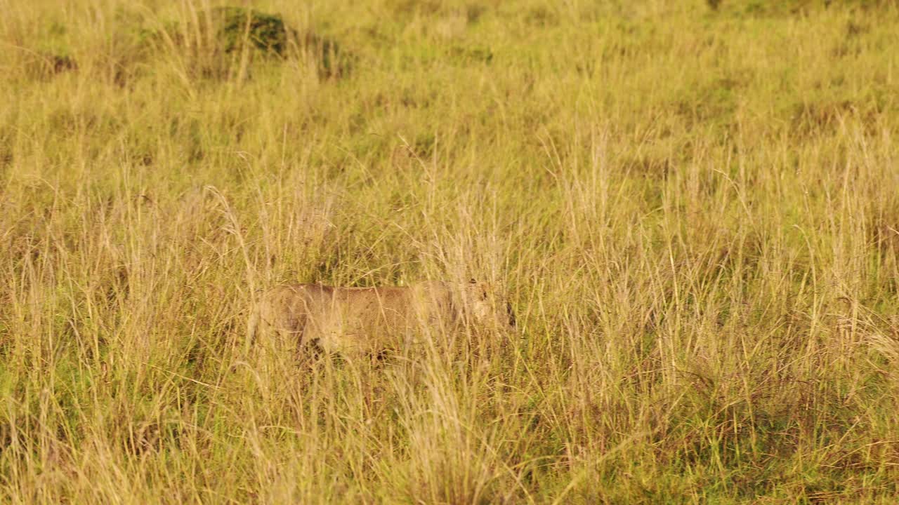 케냐 의 마사이 마라 국립 보호 구역 에서 먹이 를 사냥 하는 암사자 의 슬로우 모션 촬영