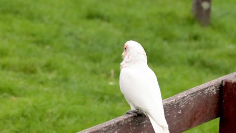 three corellas interacting, one flies away