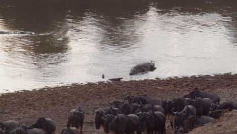 an eager and impatient crocodile finally gives up on waiting for the wildebeests to attempt a crossing at the mara river