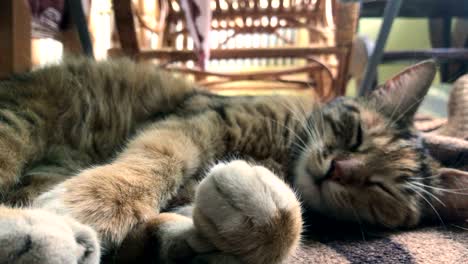 beautiful striped cat lies on the street