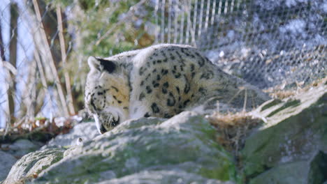 snow leopard prepares for a nap and starts grooming itself