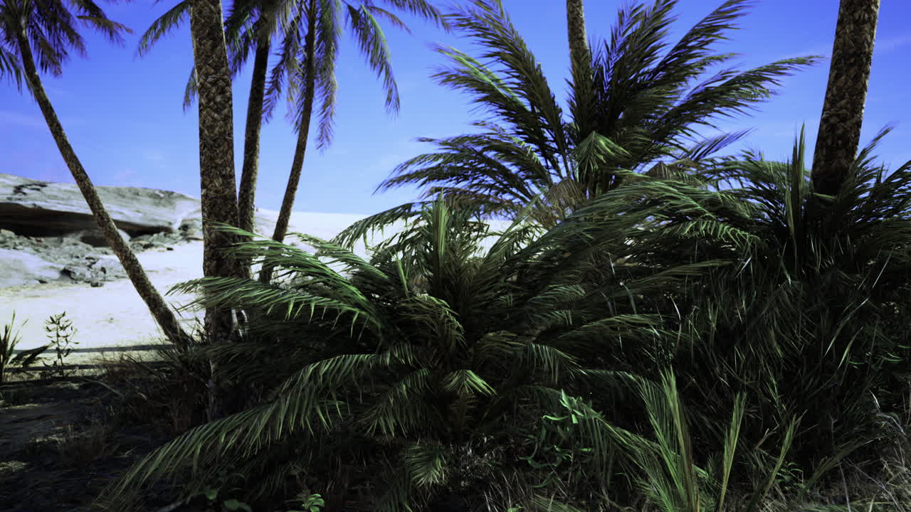 Lush palm trees sway gently under the bright tropical sky at midday