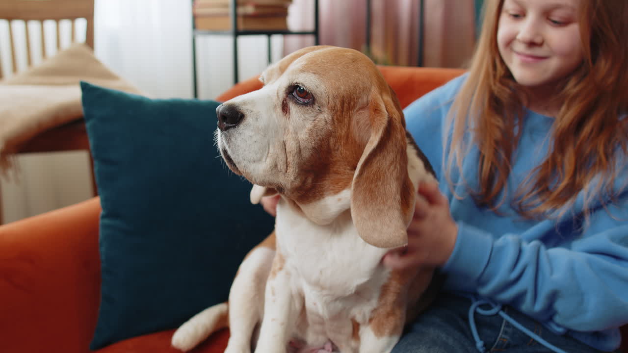 Close-up di una giovane preadolescente che accarezza un bambino accarezzando un adorabile cane beagle seduto sul divano