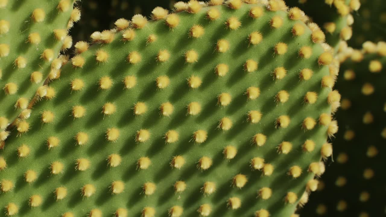 Close up green cactus with yellow spines within a desert environment, city park in Barcelona, Montjuic. African background
