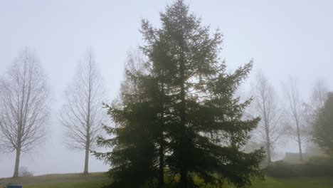 Toma-Aérea-De-Seguimiento-Cerca-De-árboles-Brumosos-En-Un-Brumoso-Día-De-Otoño-En-Escandinavia.