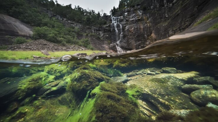 Uno scatto metà sopra e metà sotto la superficie dell'acqua.