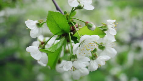 Weiße-Blumen-Auf-Blühendem-Kirschbaum-Im-Frühling.-Blühende-Kirschblüten