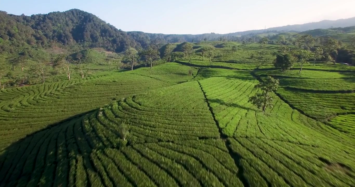 Ripresa aerea con drone di una piantagione di tè in Indonesia.