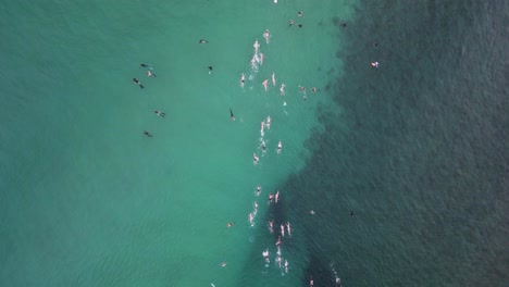 Competitors-competing-in-an-ocean-swimming-race-swim-through-a-group-of-tourist-snorkeling-on-a-reef