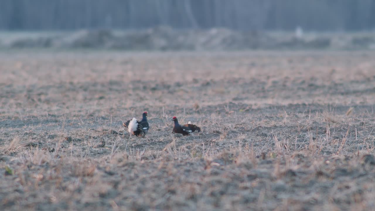 Una coppia di galli forcelli che combattono, in parata nuziale durante la stagione degli accoppiamenti primaverili alla luce del primo mattino